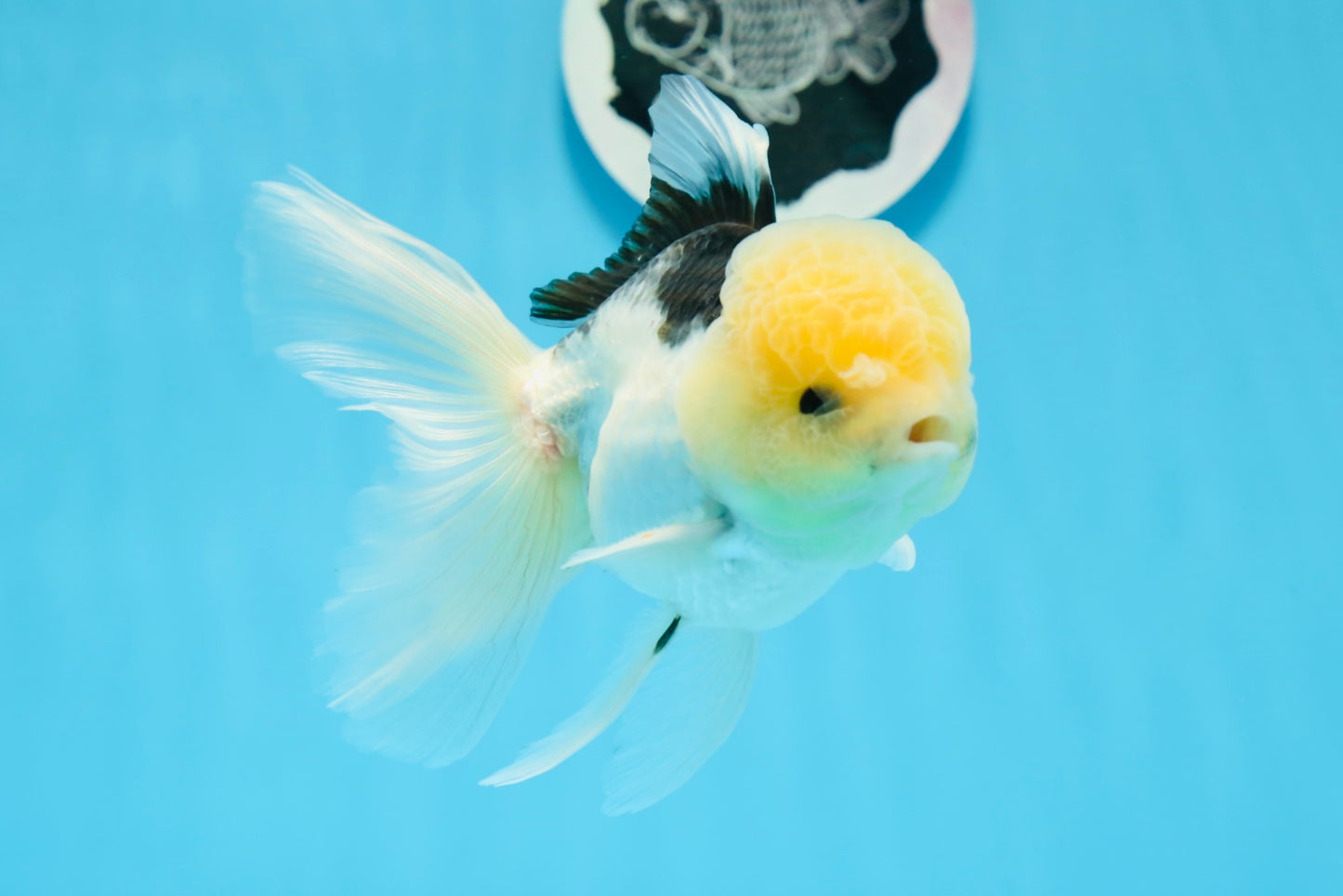 Panda Lemonhead Button Eyes Oranda Male 4.5-5 inches #0830OR_27