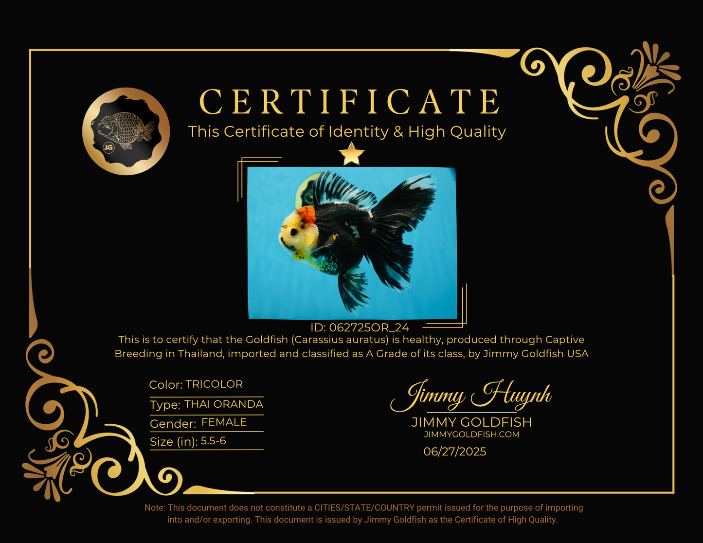 A Grade Tricolor Oranda Female 5.5-6 inches #062725OR_24