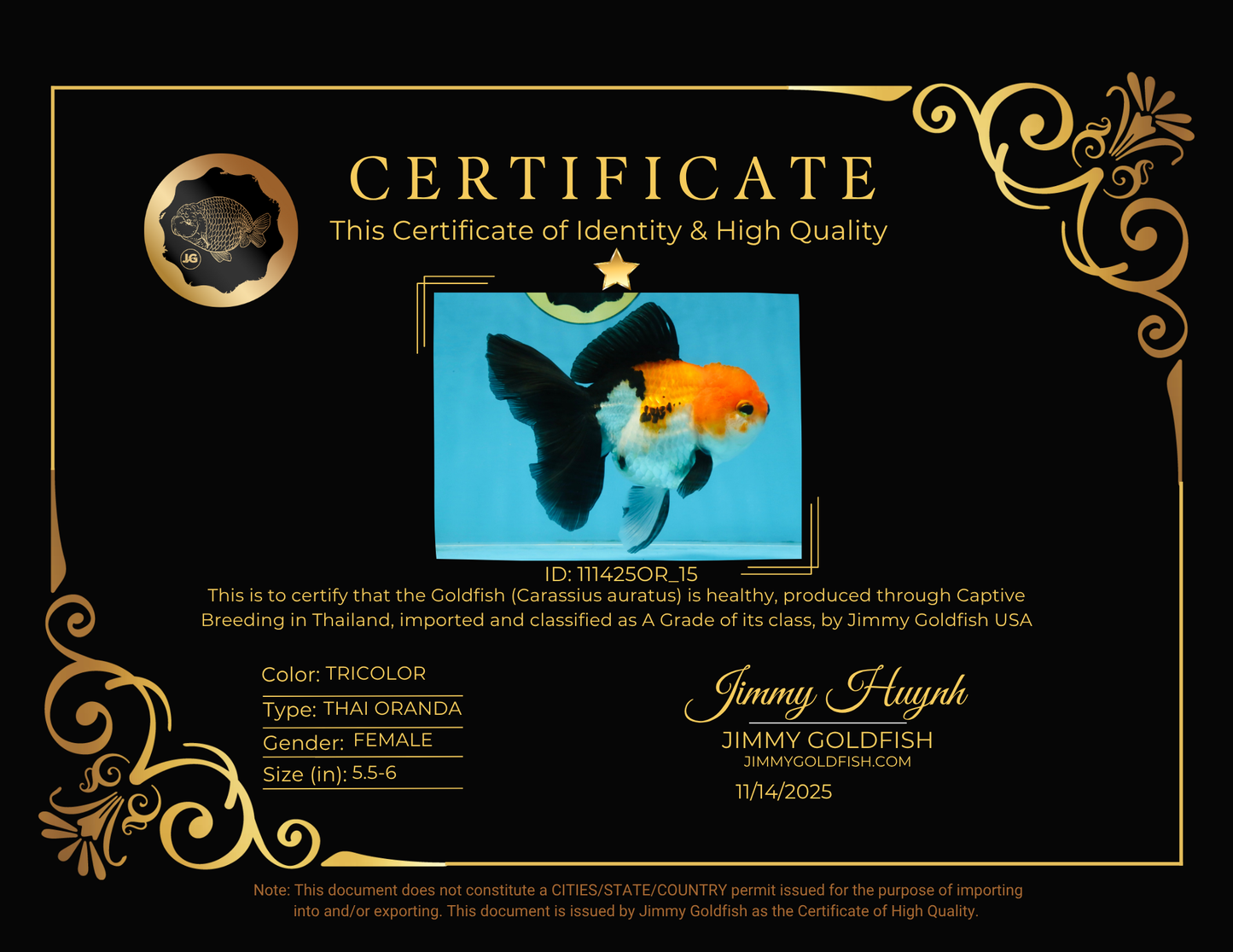 A Grade Tricolor Oranda Female 5.5-6 inches #111425OR_15