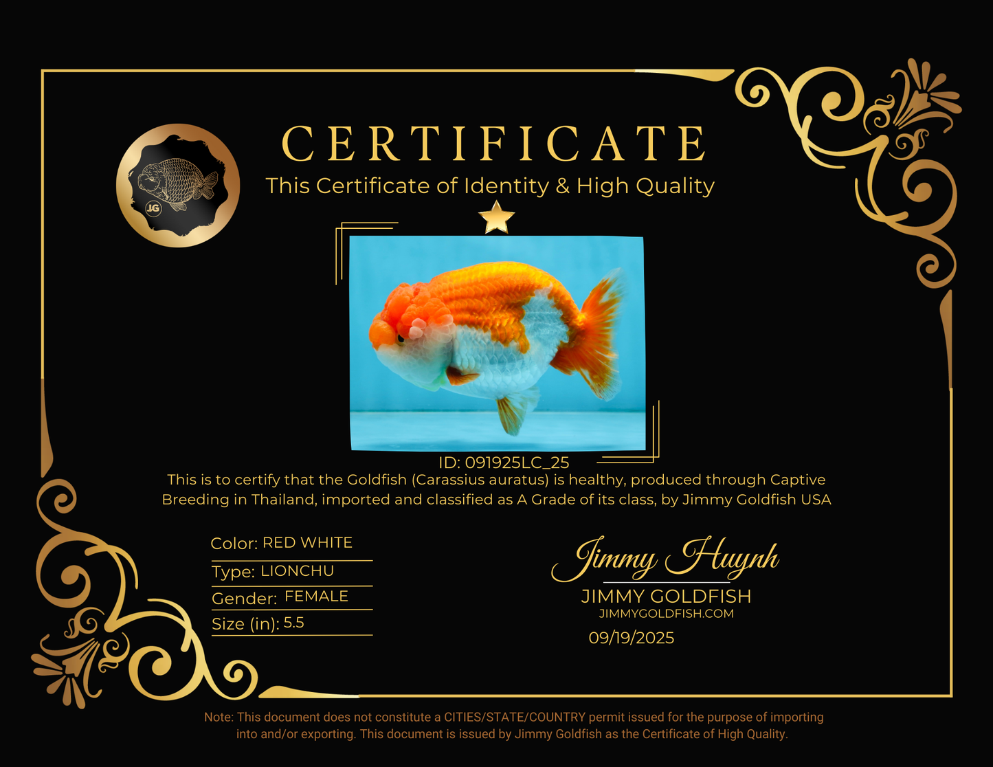 A Grade FLUFFY WEN Red White LionQueen 5.5 inches #091925LC_25