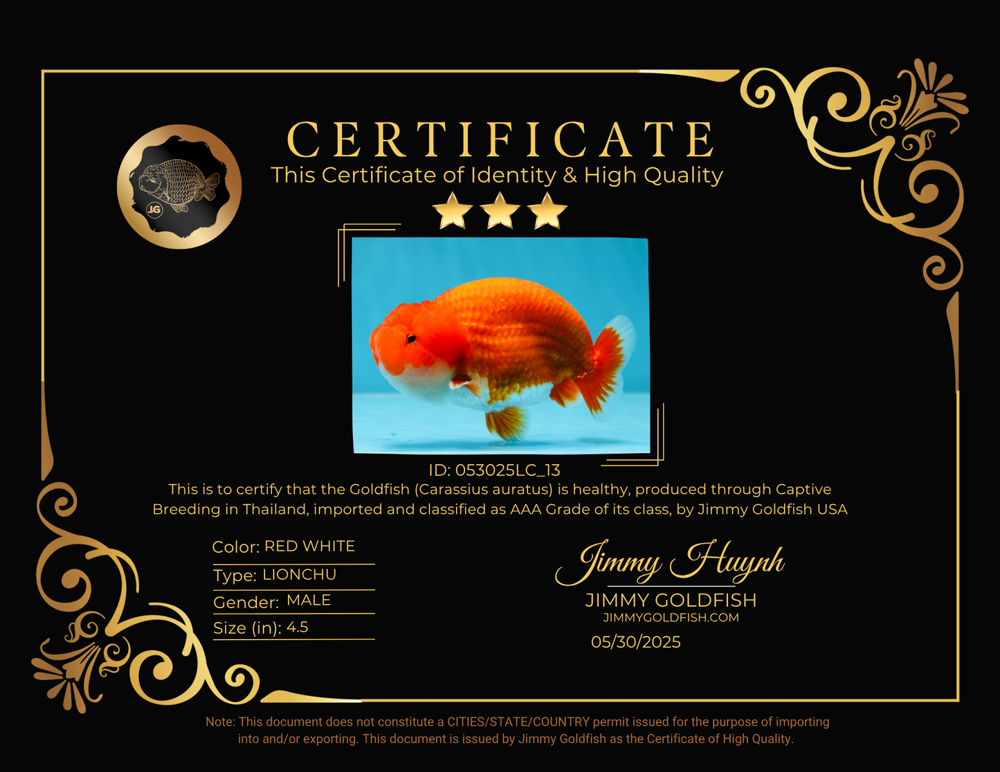 AAA Grade Red White LionKing 4.5  inches #053025LC_13