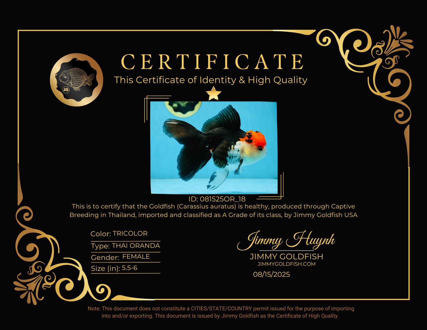 A Grade Tricolor Oranda Female 5.5-6 inches #081525OR_18