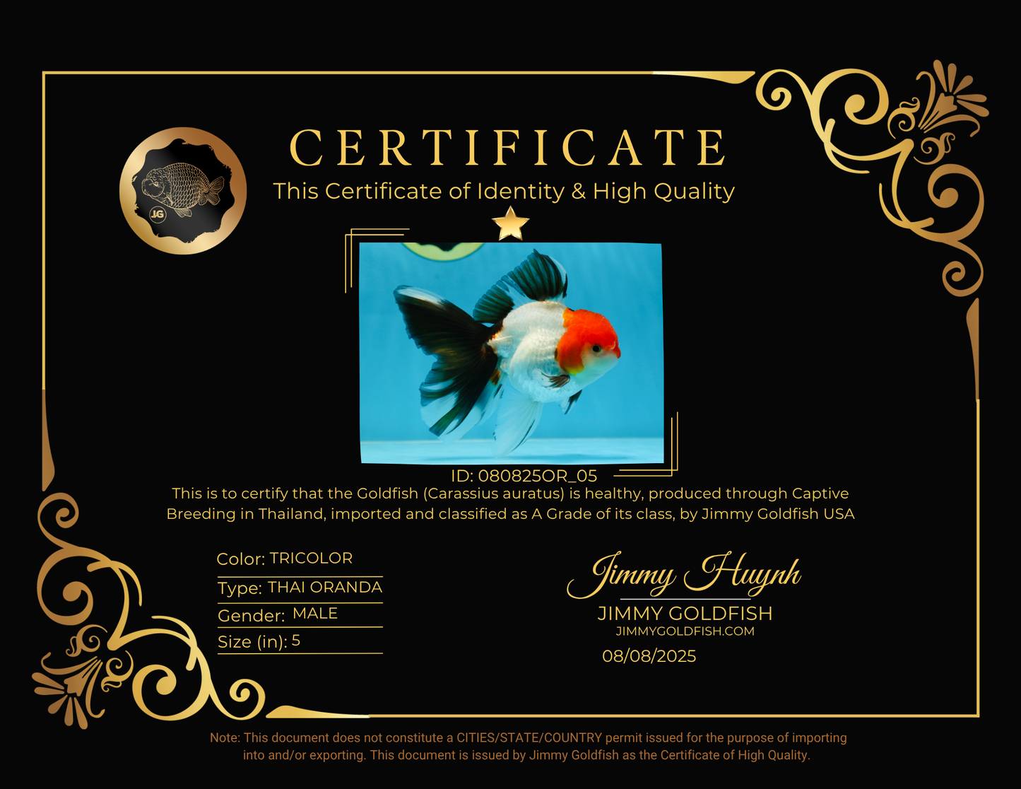 A Grade Tricolor Oranda Male 5 inches #080825OR_05