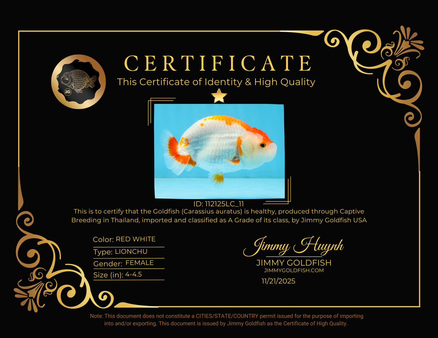 A Grade Red White LionQueen 4-4.5 inches #112125LC_11