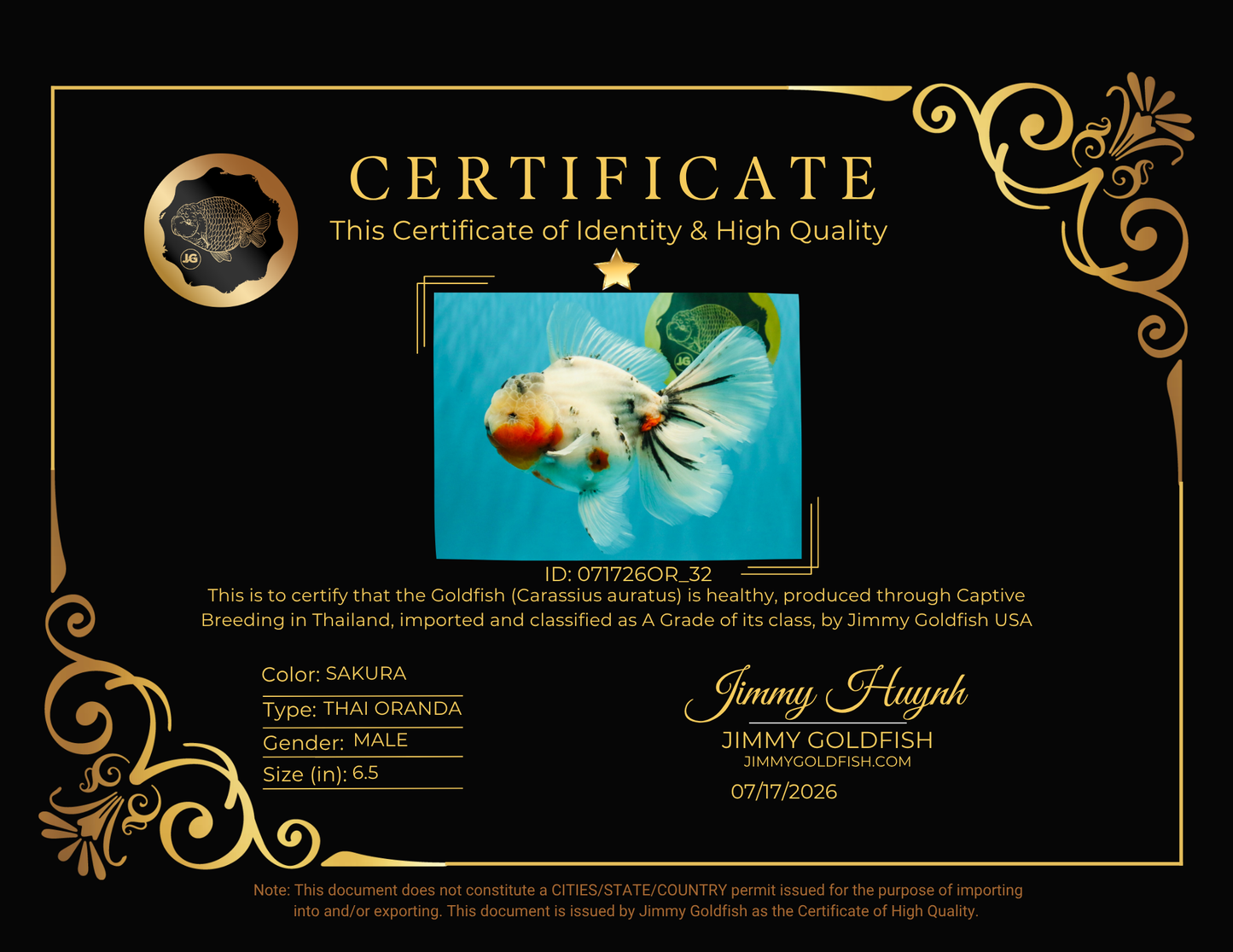 A Grade Sakura Oranda Male 6.5 inches #071726OR_32