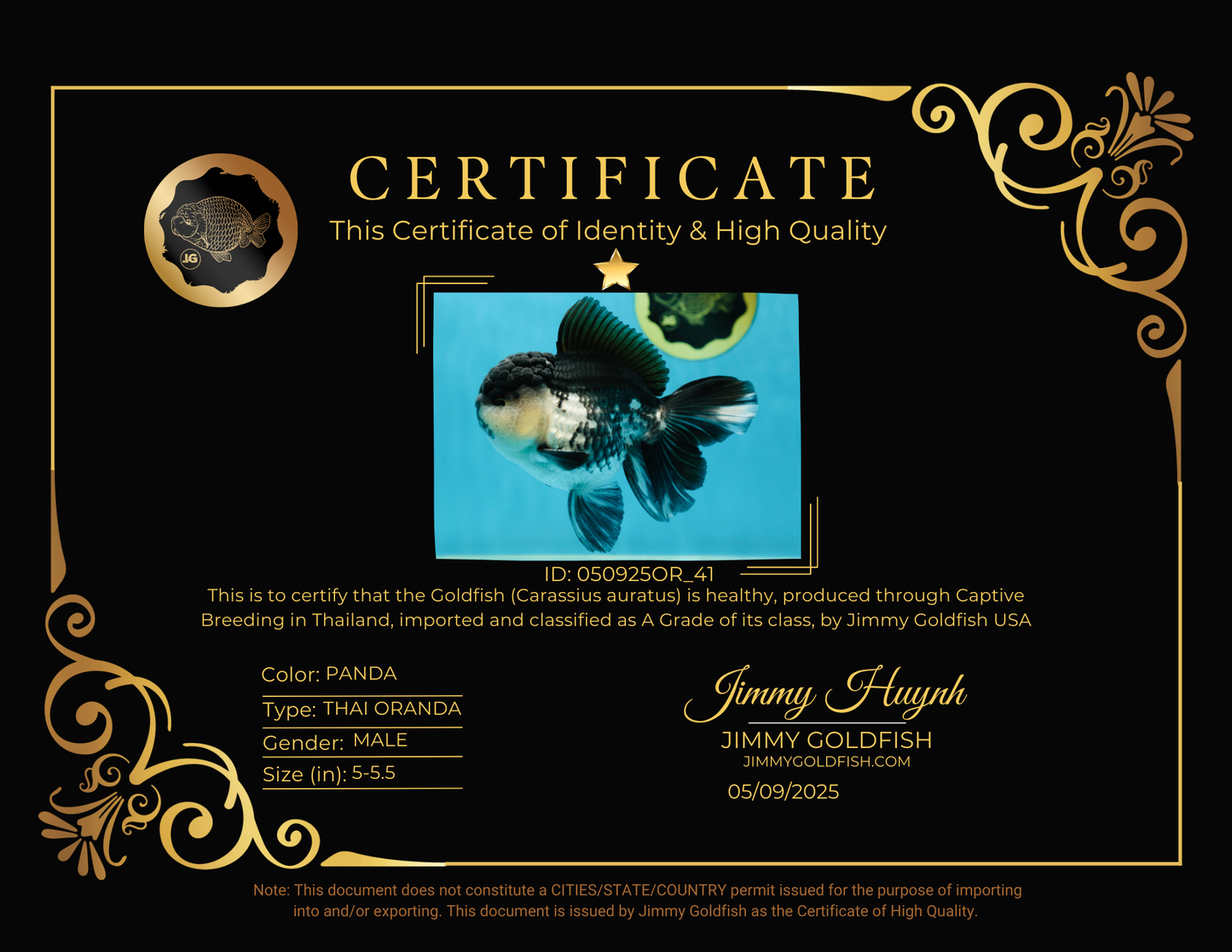 A Grade Panda Oranda Male 5-5.5 inches #050925OR_41