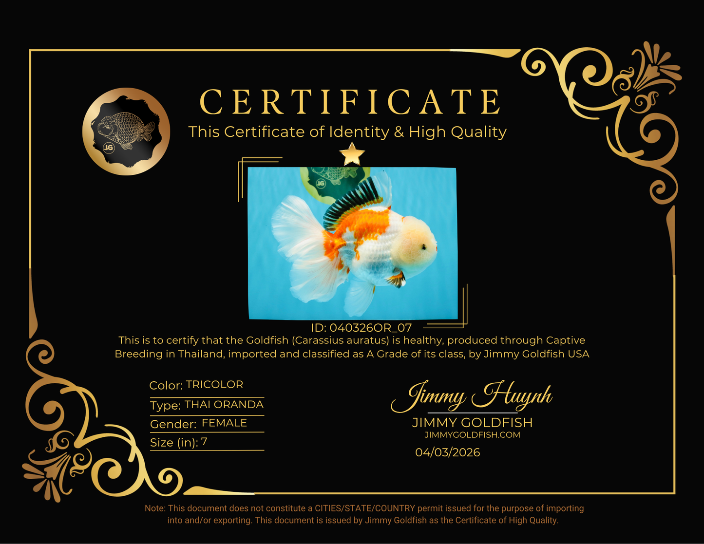 PUPPY A Grade Tricolor Oranda Female 7 inches #040326OR_07