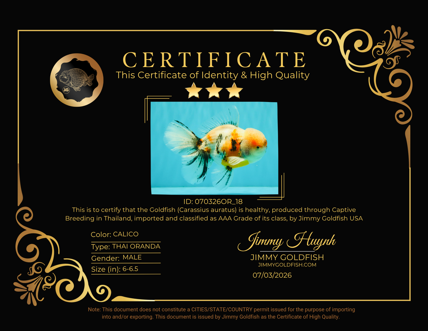 AAA Grade Calico Oranda Male 6-6.5 inches #070326OR_18