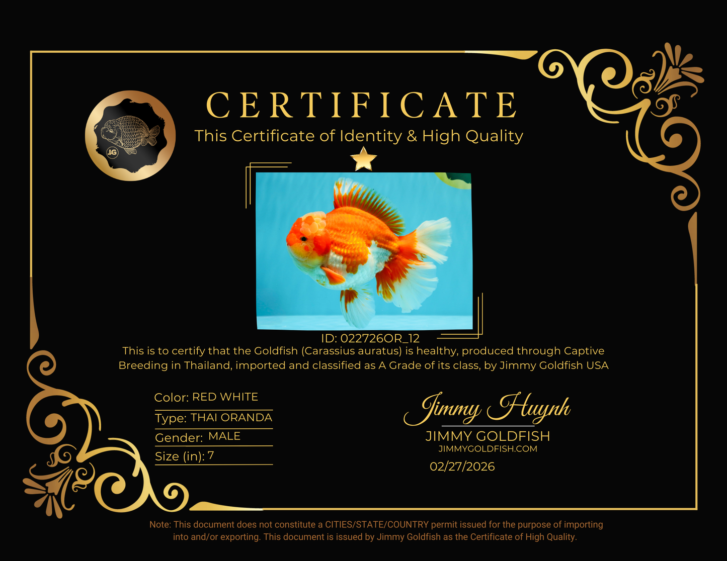 A Grade Godzilla Red White Oranda Male 7 inches #022726OR_12