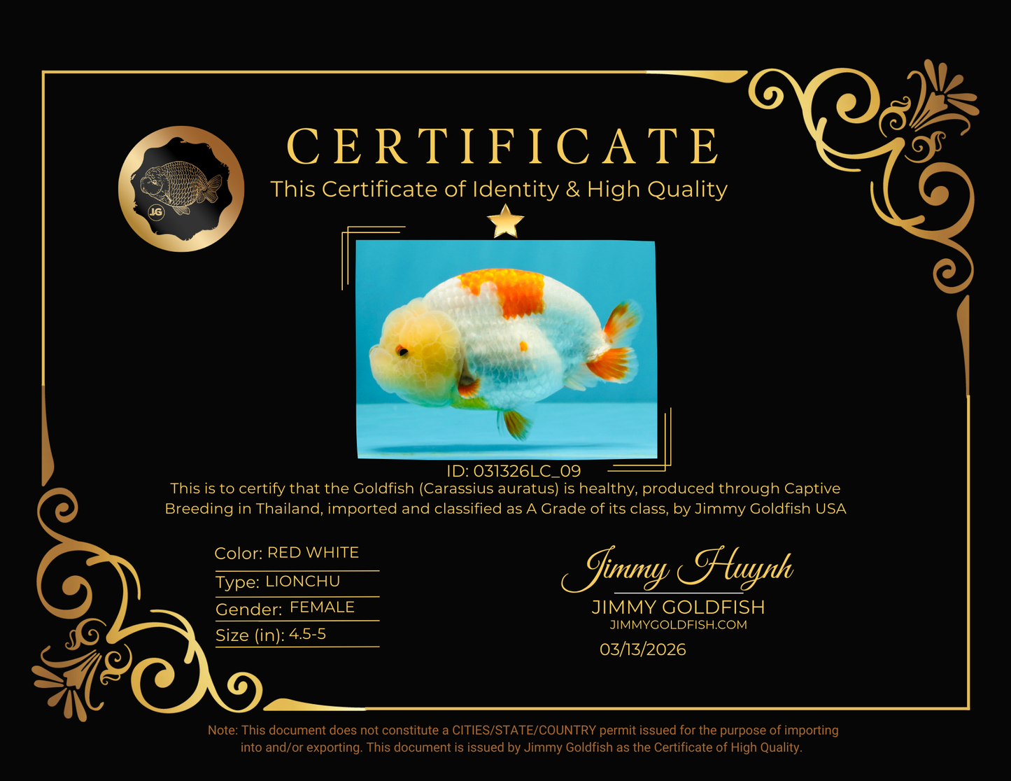 A Grade Red White LionQueen 4.5-5  inches #031326LC_09