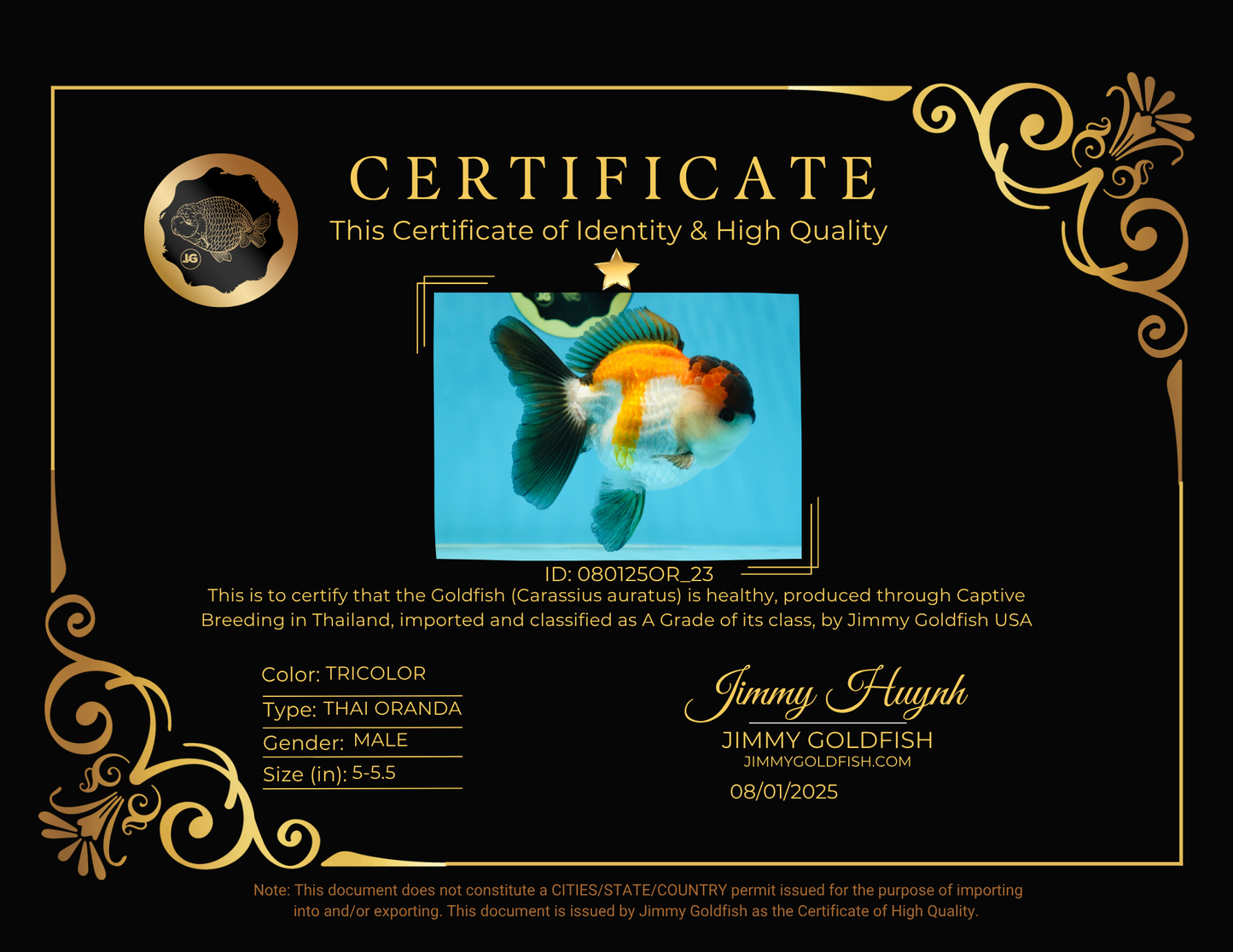 A Grade Tricolor Button Eyes Oranda Male 5-5.5 inches #080125OR_23