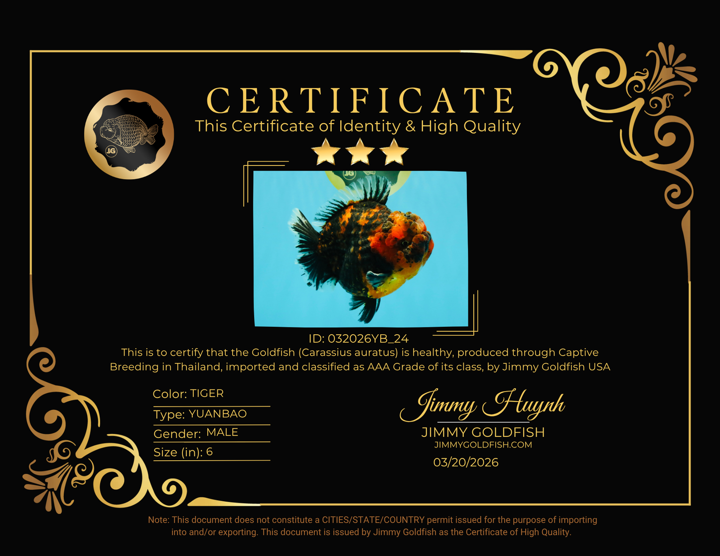 CHONKY AAA Grade Tiger Yuanbao Male 6 inches #032026YB_24