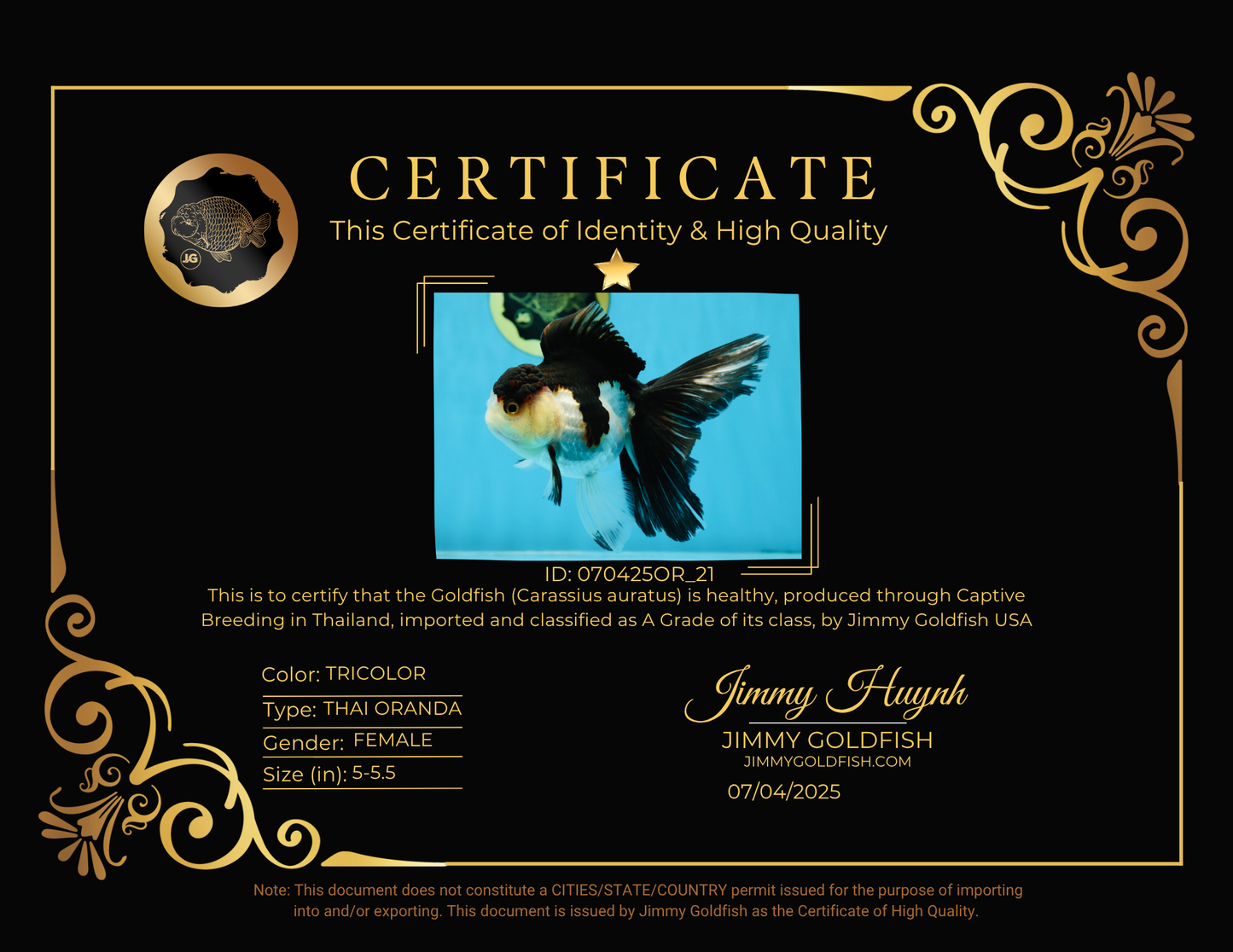 A Grade Tricolor Oranda Female 5-5.5 inches #070425OR_21