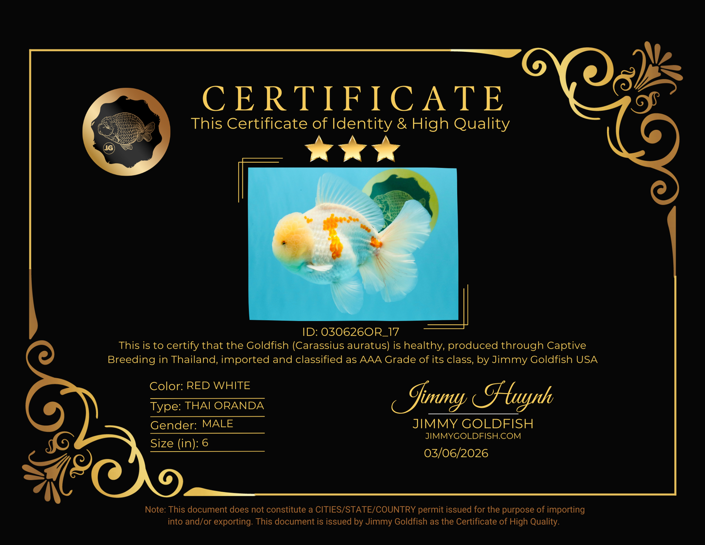 AAA Grade Red White Oranda Male 6 inches #030626OR_17