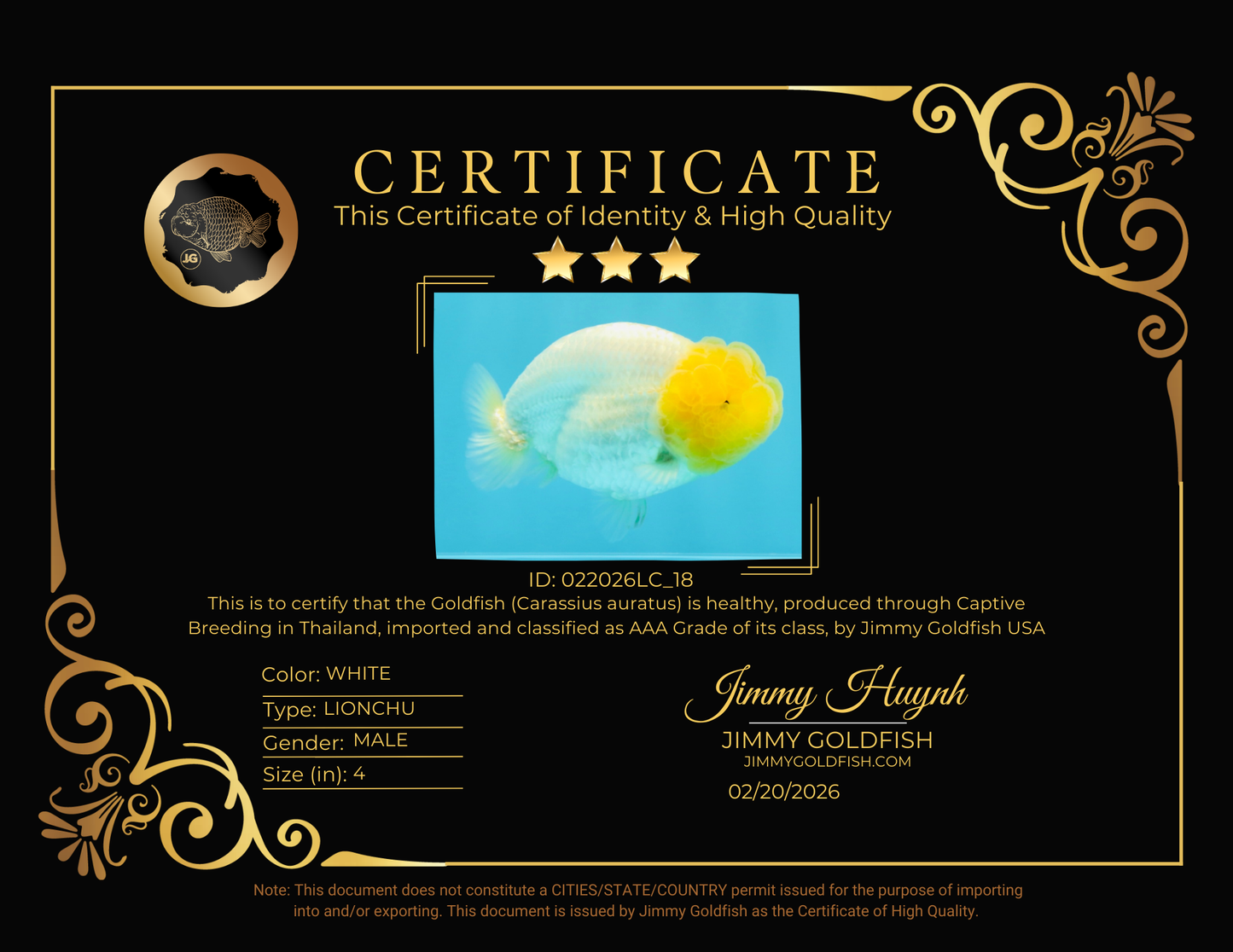 SUPER CUTE AAA Grade White LionKing 4 inches #022026LC_18