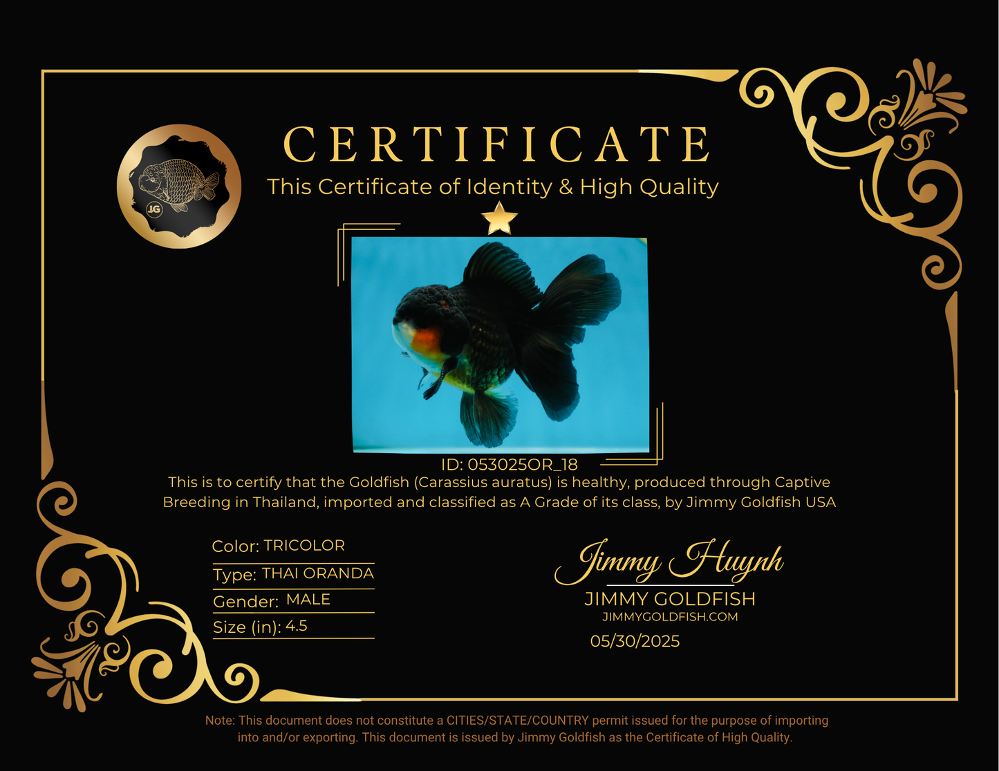 A Grade Tricolor Oranda Male 4.5 inches #053025OR_18