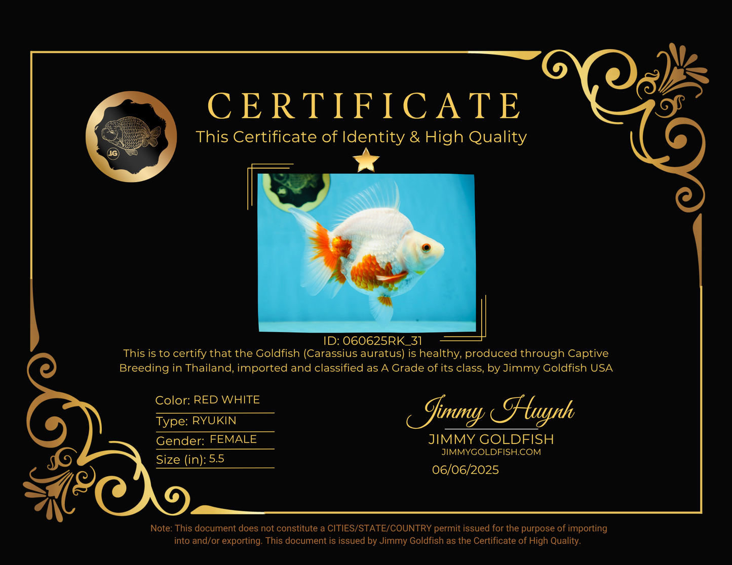 A Grade Red White Ryukin Female 5.5 inches #060625RK_31