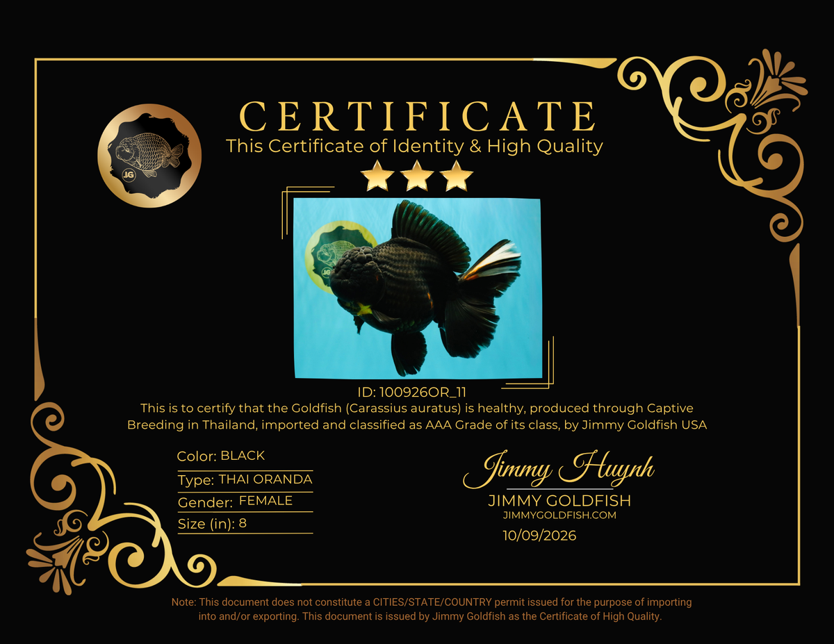 KING KONG AAA Grade Black Oranda Female 8 inches #100926OR_11