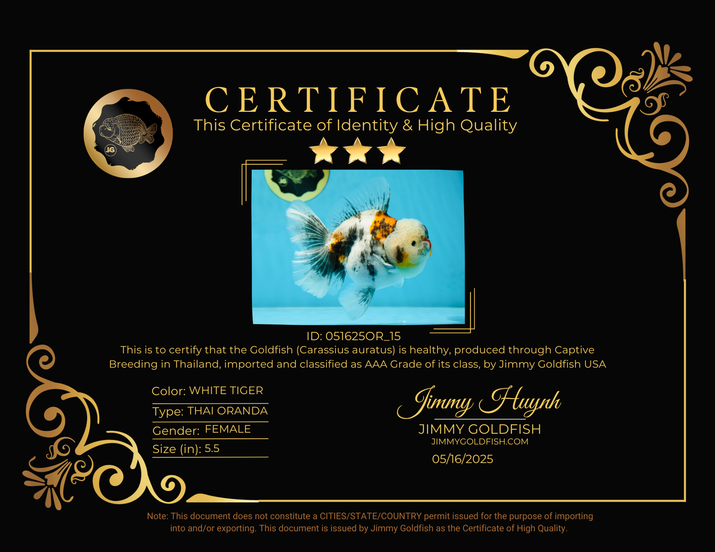 AAA Grade RARE White Tiger Oranda Female 5.5 inches #051625OR_15