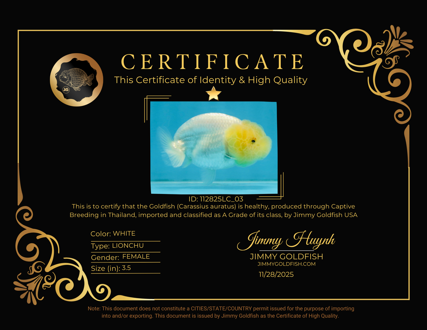 CLOUDY A Grade White LionQueen 3.5 inches #112825LC_03