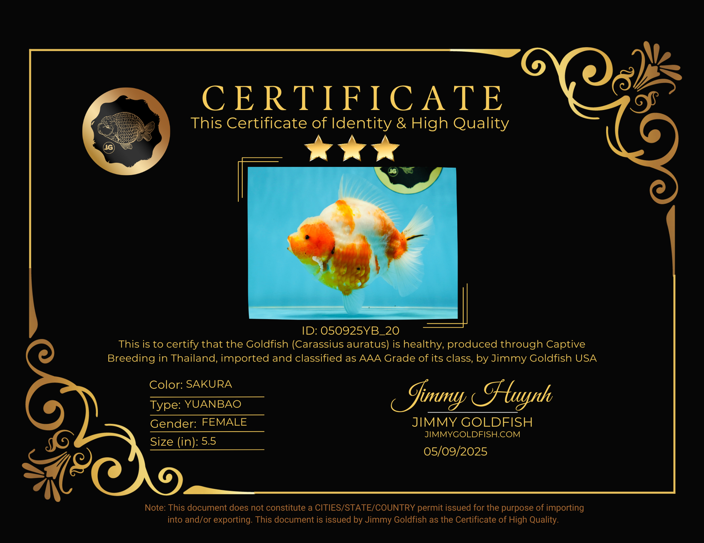 AAA Grade Godzilla Sakura Yuanbao Female 5.5 inches #050925YB_20