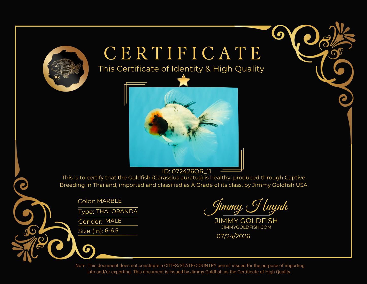 A Grade Two Face Marble Oranda Male 6-6.5 inches #072426OR_11