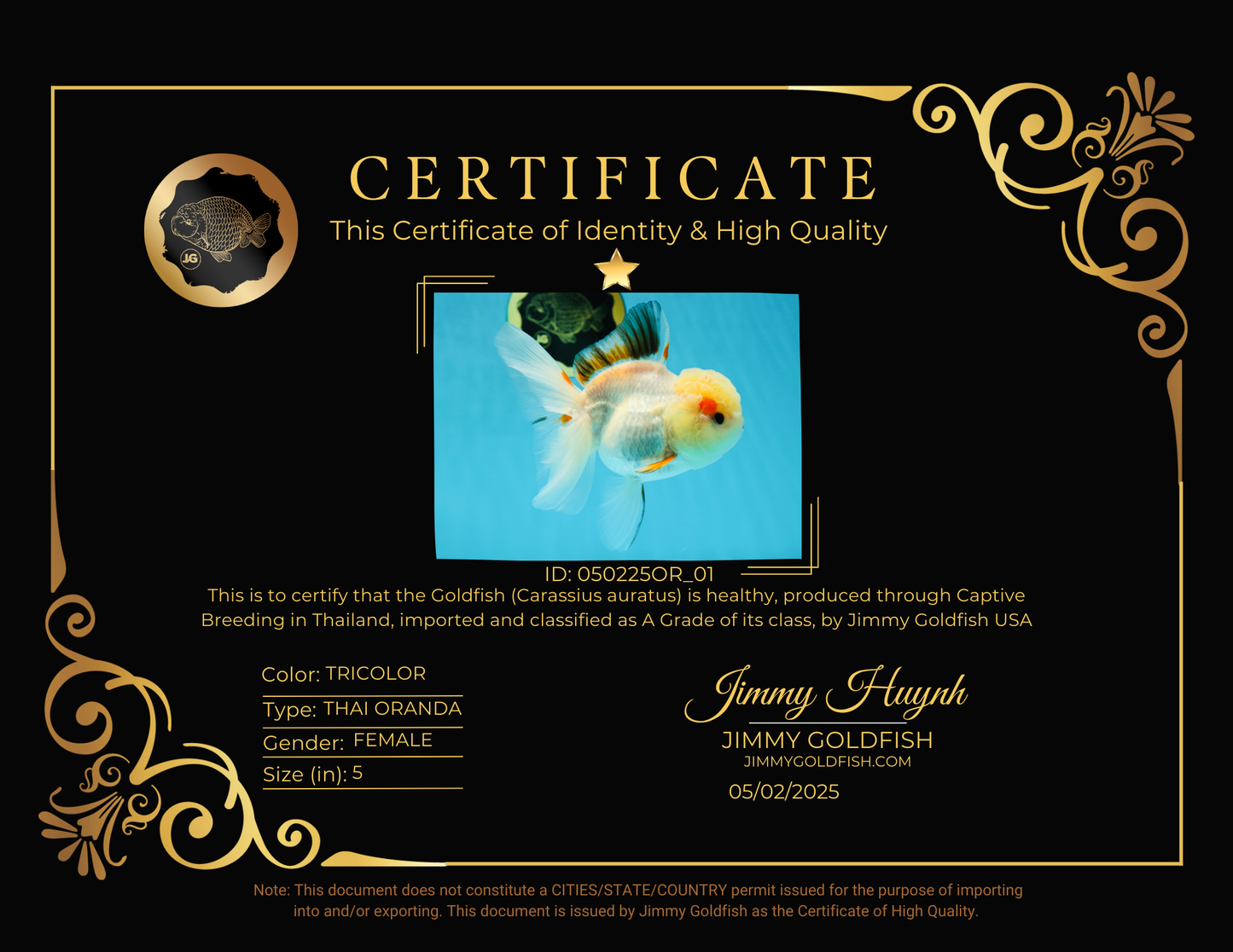 A Grade Tricolor Oranda Female 5 inches #050225OR_01