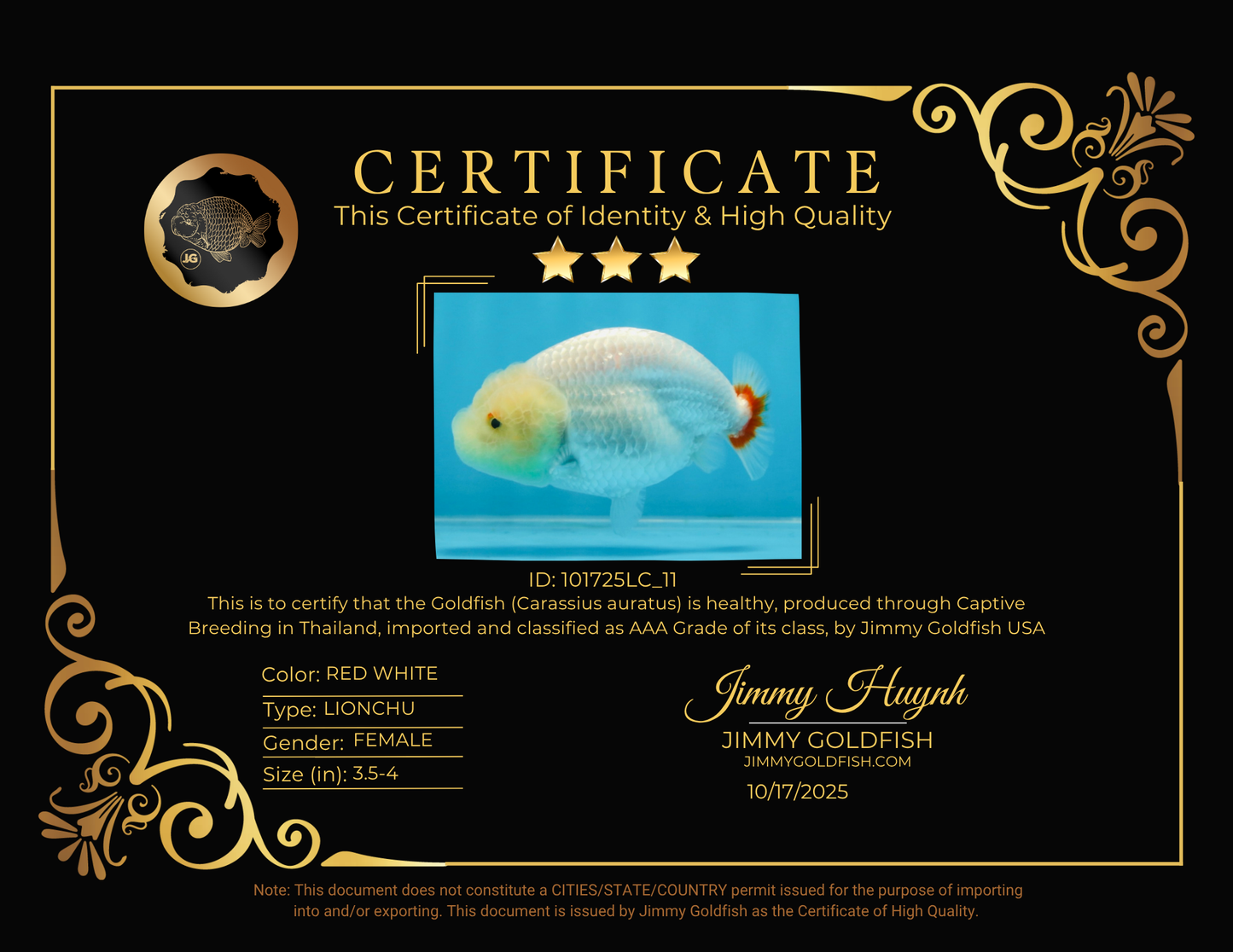 CLOUDY AAA Grade Red White LionQueen 3.5-4 inches #101725LC_11