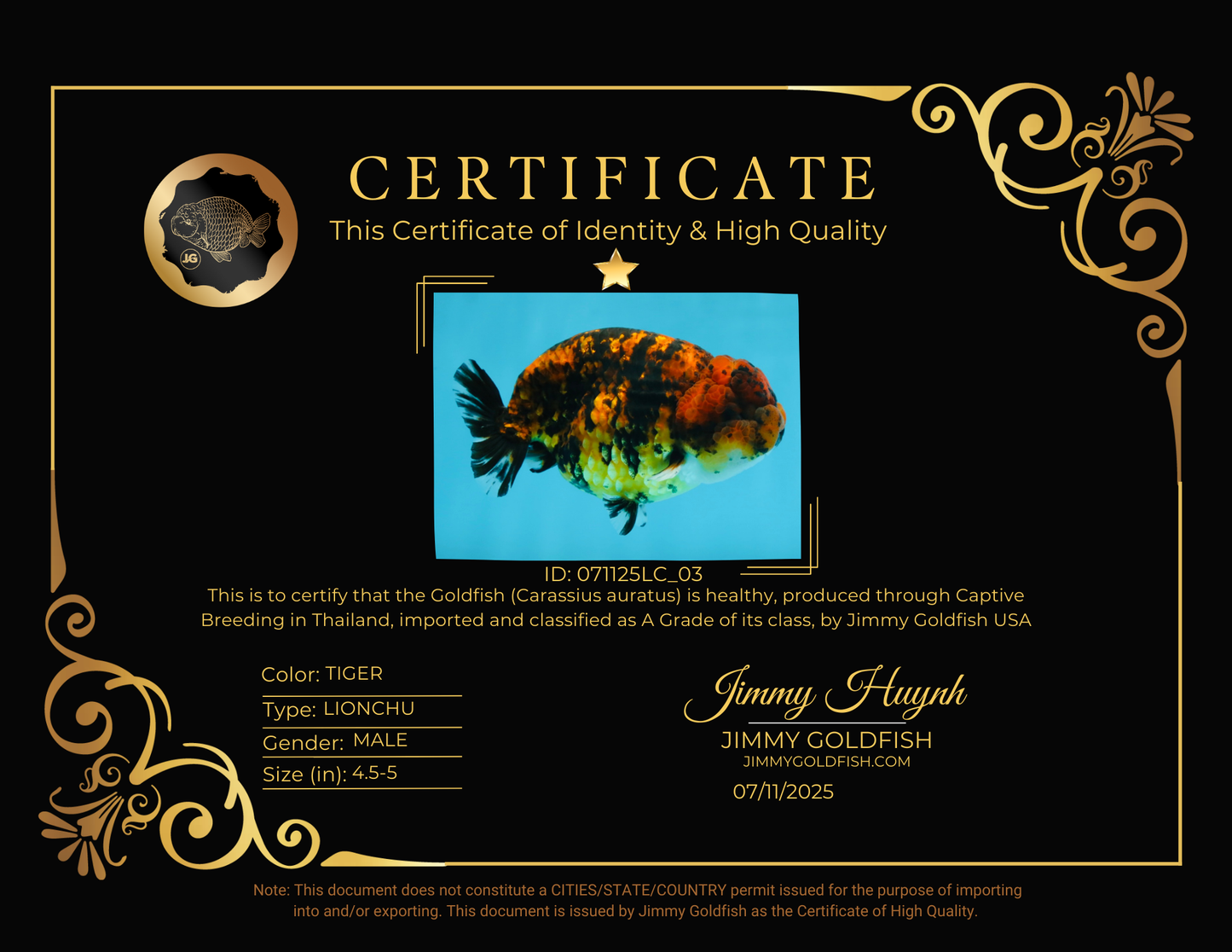 A Grade Tiger LionKing 4.5-5 inches #071125LC_03