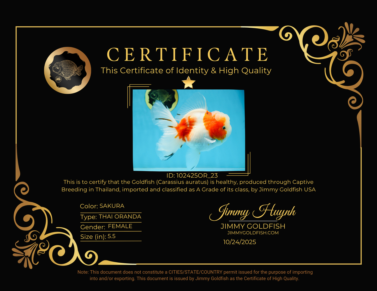 LOVELY A Grade Sakura Oranda Female 5.5 inches #102425OR_23