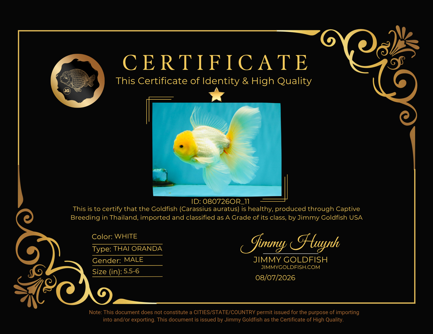 A Grade White Oranda Male 5.5-6 inches #080726OR_11