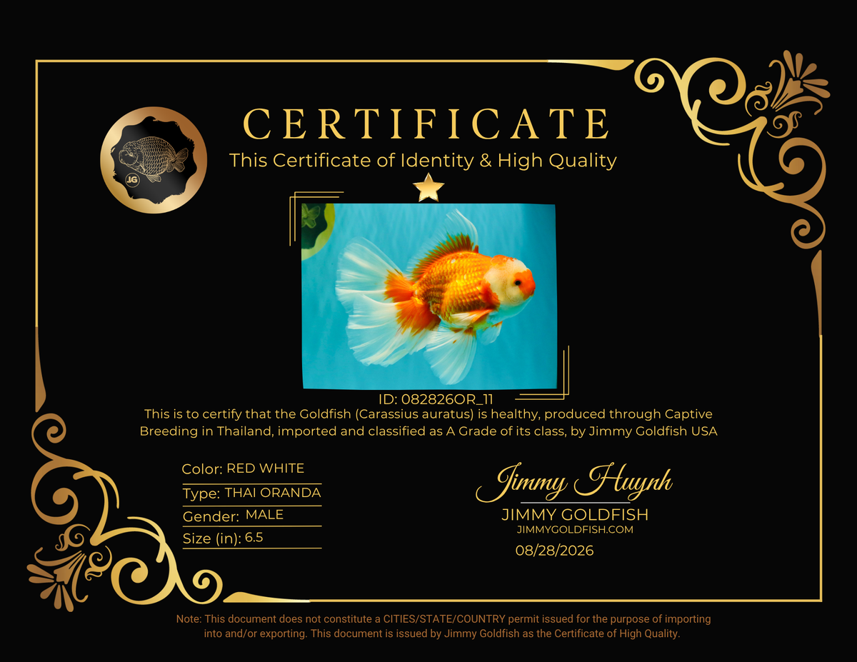 A Grade Red White Oranda Male 6.5 inches #082826OR_11
