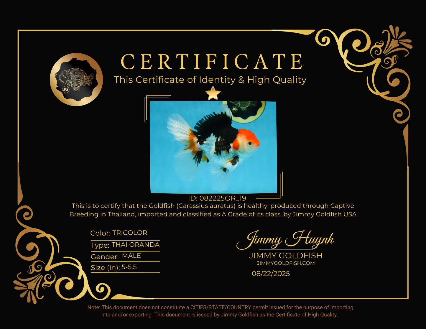 A Grade Tricolor Oranda Male 5-5.5 inches #082225OR_19