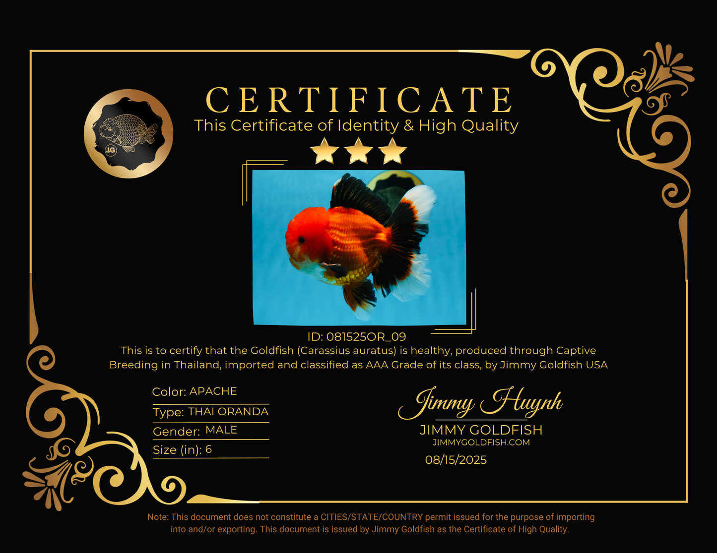 AAA Grade Young Godzilla Apache Oranda Male 6 inches #081525OR_09