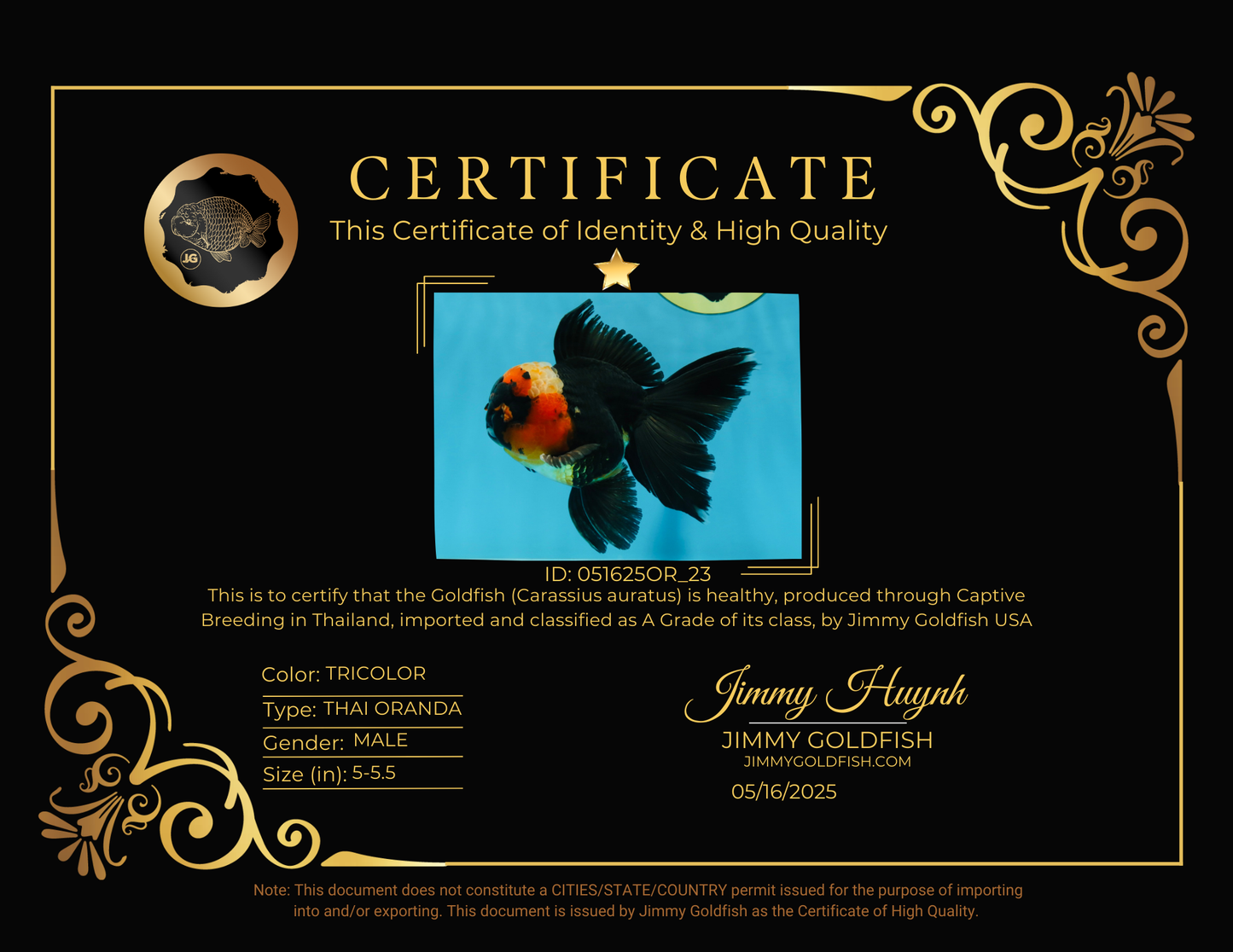 A Grade STUNNING Tricolor Oranda Male 5-5.5 inches #051625OR_23