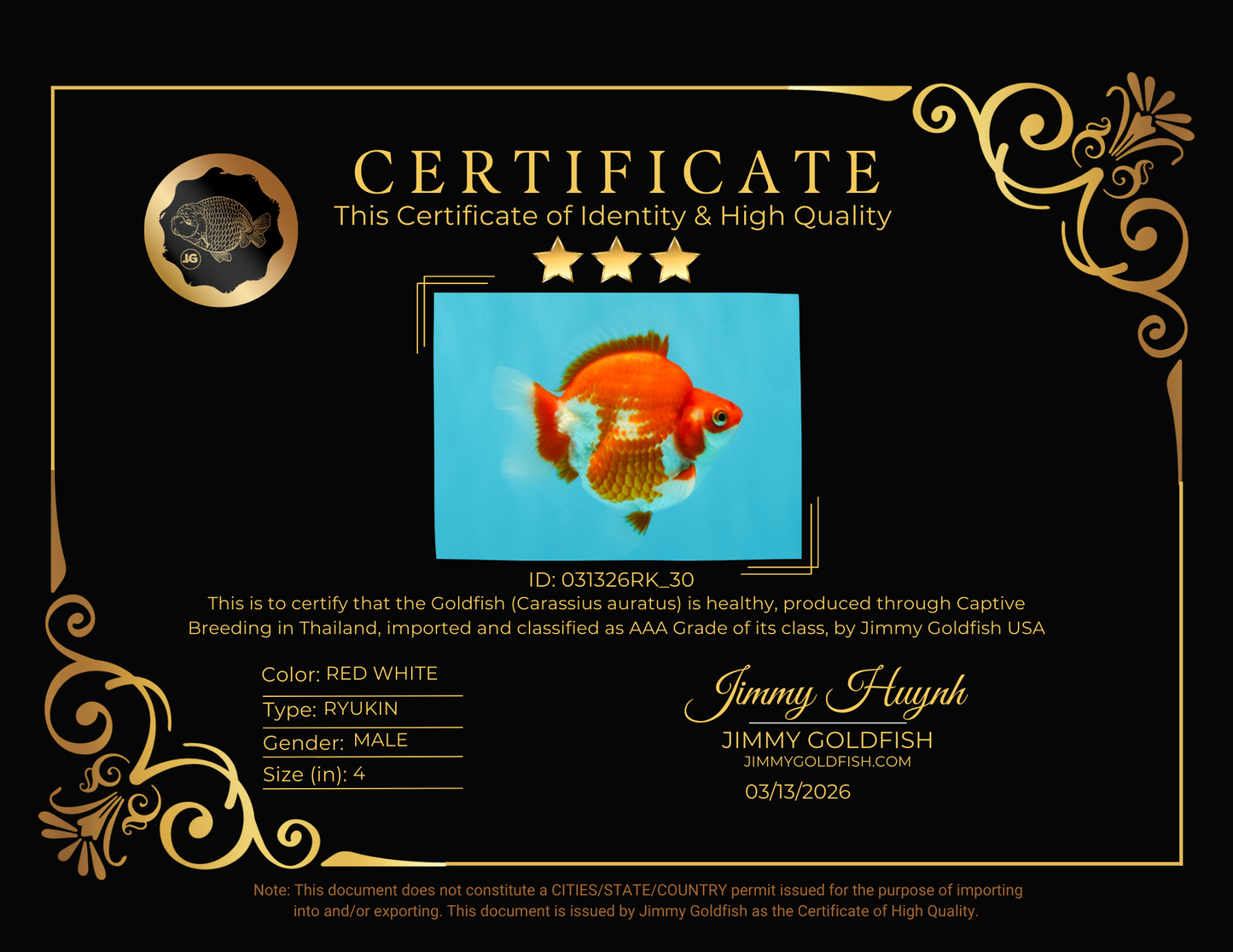 AAA Grade Red White Ryukin Male 4 inches #031326RK_30