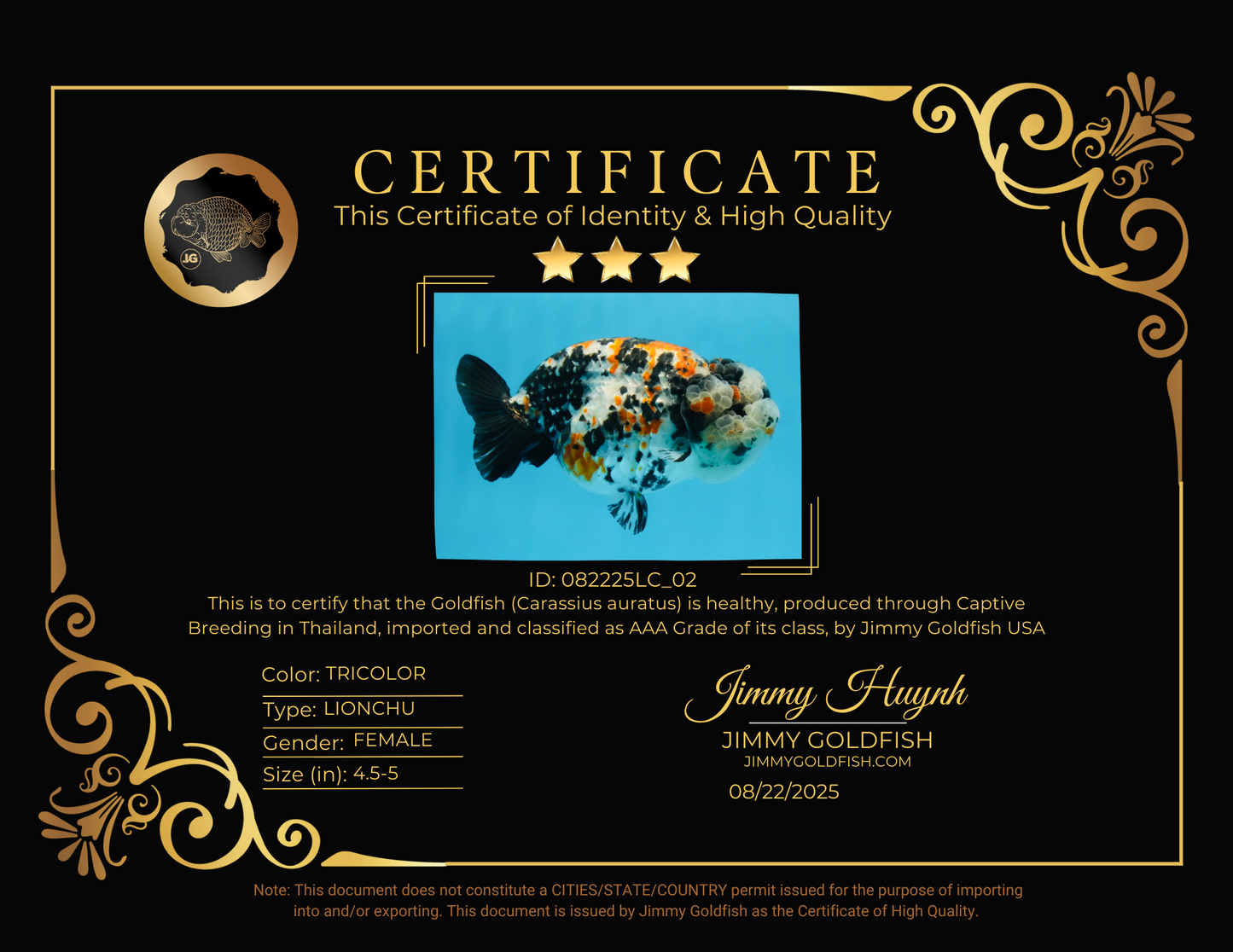 RARE AAA Grade Special Tricolor Tiger LionQueen 4.5-5 inches #082225LC_02