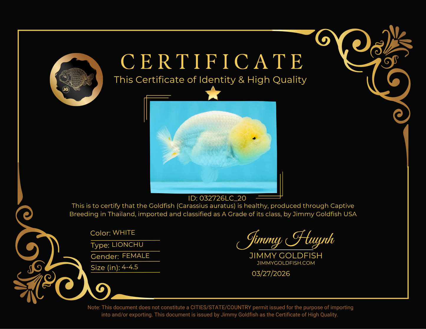 A Grade White LionQueen 4-4.5 inches #032726LC_20