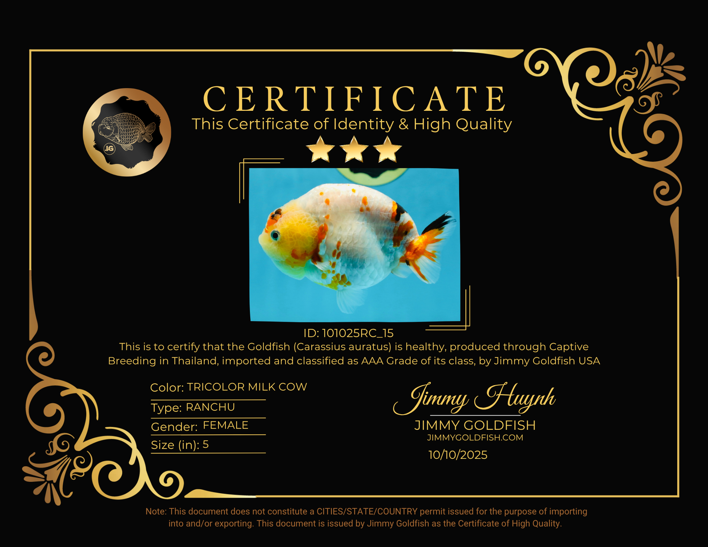 AAA Grade Tricolor Milk Cow Ranchu Female 5 inches #101025RC_15