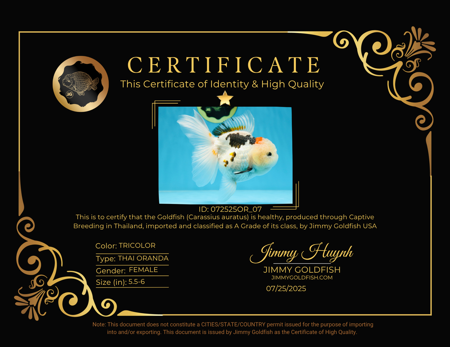 A Grade BEAUTY Tricolor Oranda Female 5.5-6 inches #072525OR_07