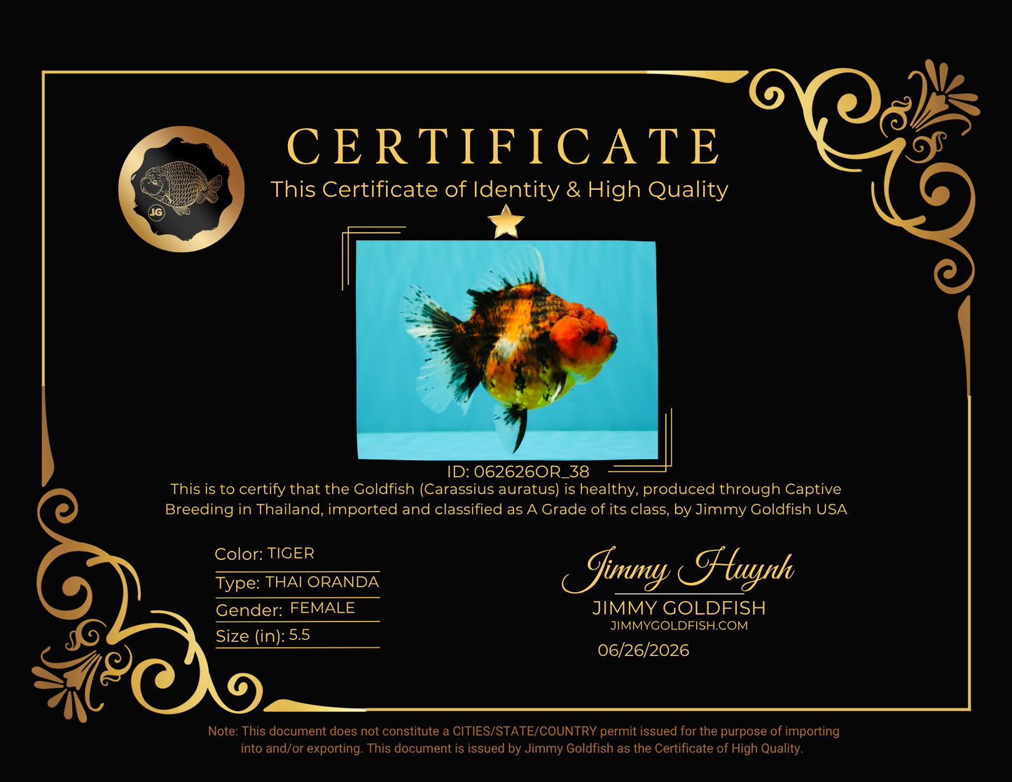 A Grade Tiger Oranda Female 5.5 inches #062626OR_38