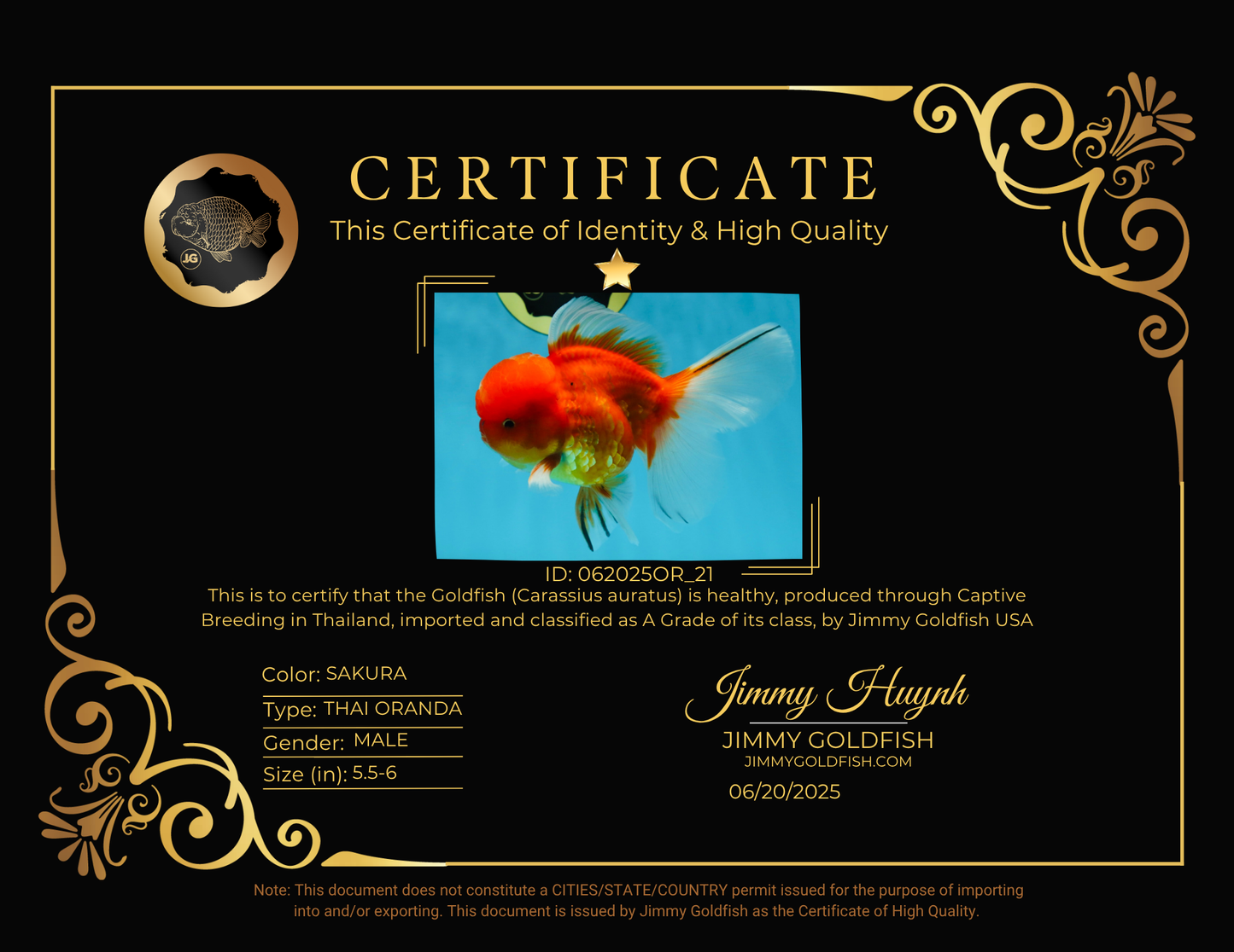 A Grade Gentle Giant Sakura Oranda Male 5.5-6 inches #062025OR_21