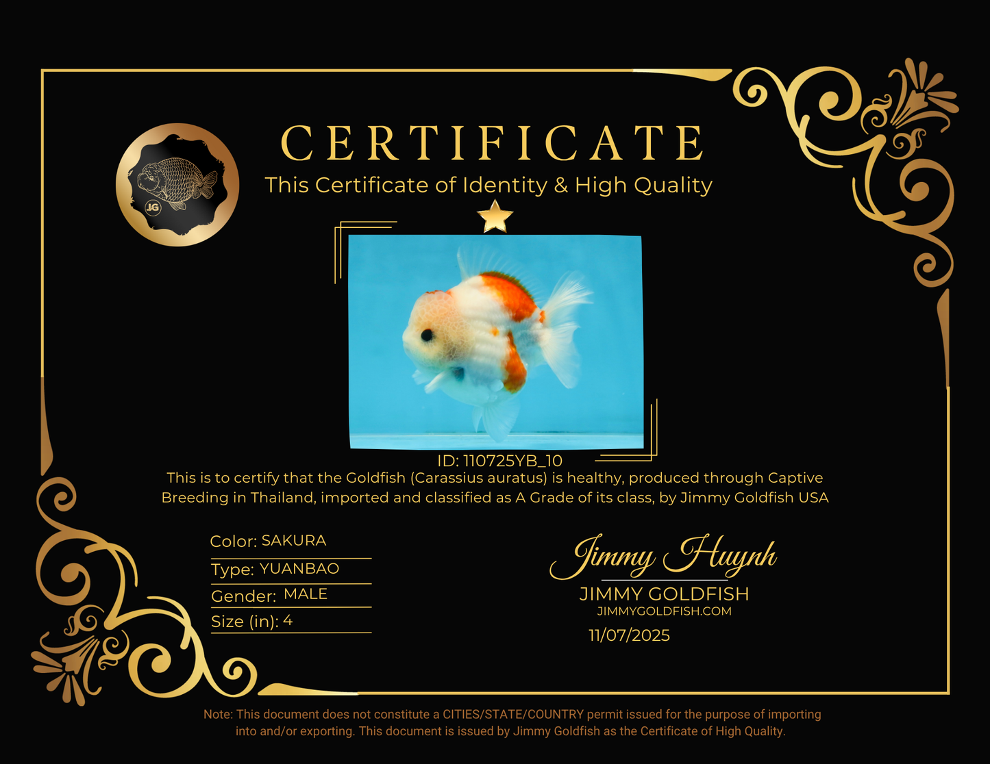 ADORABLE A Grade Sakura Yuanbao Male 4 inches #110725YB_10