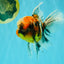 A Grade Calico Oranda Male 6.5-7 inches #082126OR_14