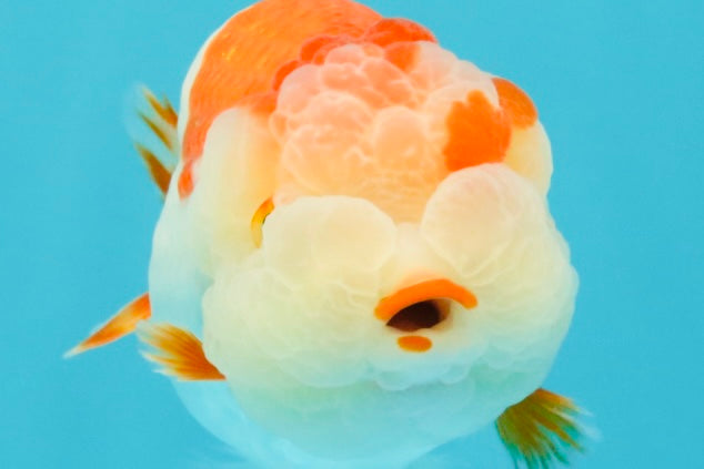 A Grade Kohaku Red White LionQueen 4-4.5 inches #031326LC_10