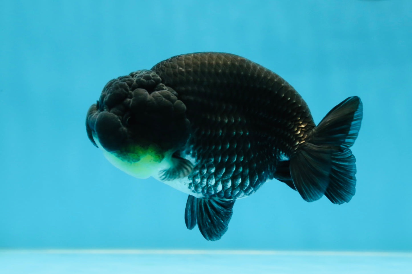 AAA Grade Black Blue LionQueen 4-4.5 inches #051625LC_03