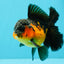 AAA Grade Lava Apache Oranda Male 5.5 inches #032026OR_10