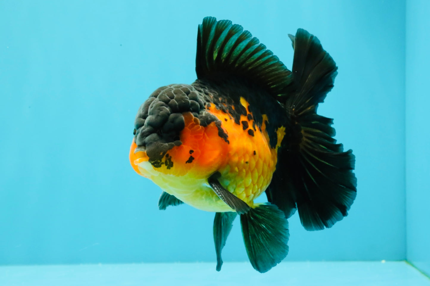 AAA Grade Lava Apache Oranda Male 5.5 inches #032026OR_10