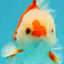A Grade Red White Oranda Male 6 inches #041726OR_20
