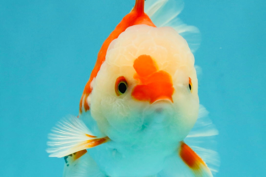 A Grade Red White Oranda Male 6 inches #041726OR_20